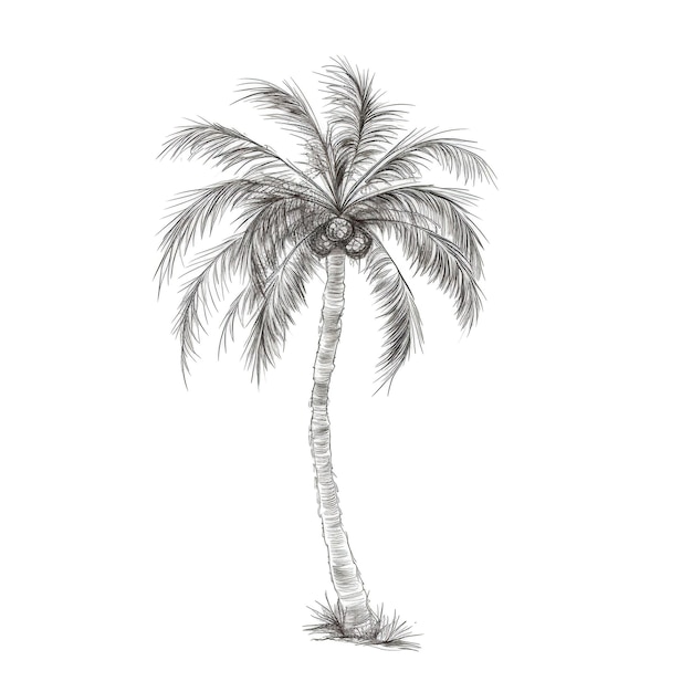 Photo summer tropical palm tree ai generated