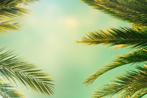 Summer tropical rainforest palm forest background