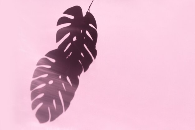 Summer tropical travel concept, monstera leaves shadow on pastel pink wall