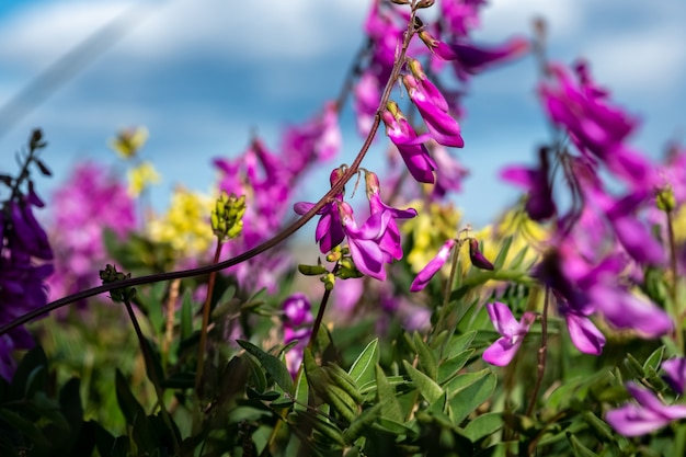 Foto estate nella tundra, fiori di campo