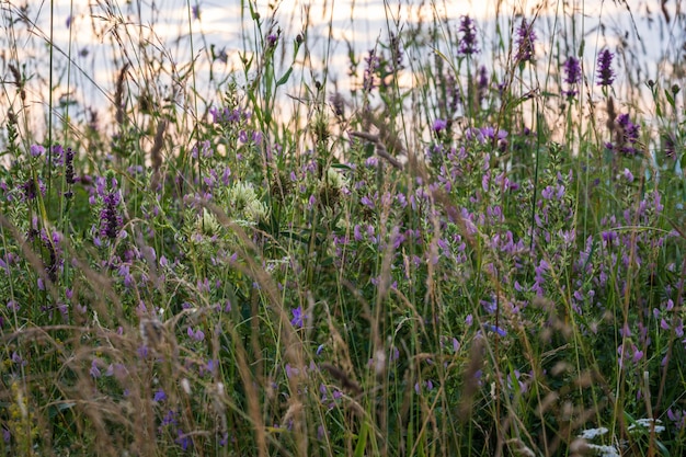 夏の夕暮れの野草と田舎の牧草地の花