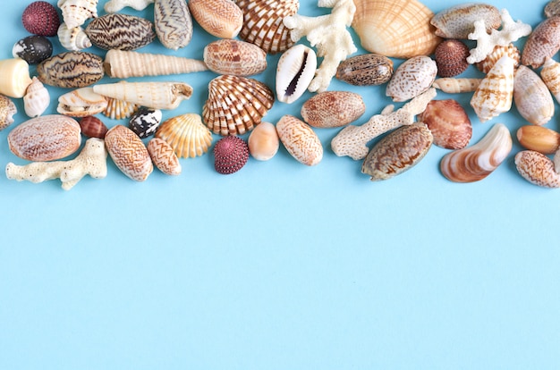 Summer vacation composition idea, seashells on blue background with copyspace