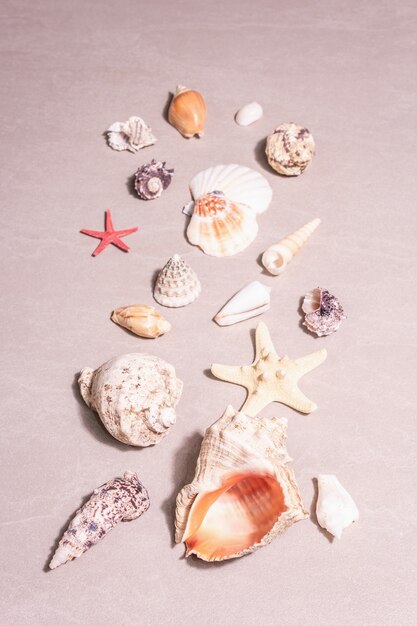 Summer vacation concept. Assorted seashells on sandy stone background. A trendy hard light, dark shadow, flat lay