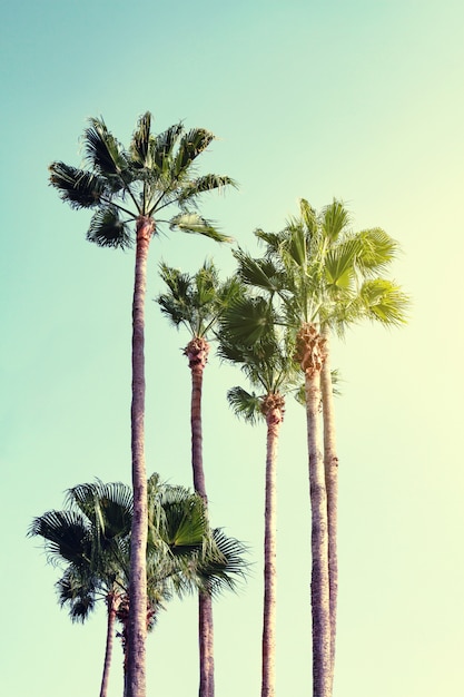 Summer Vacation Concept. Beautiful Palms on Blue Sky Background. Toning. Selective focus.