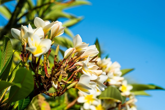 Summer vegetation on tropical resort