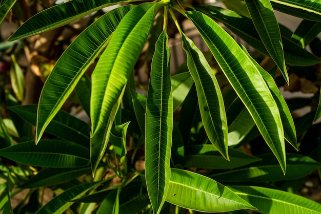 Summer vegetation on tropical resort