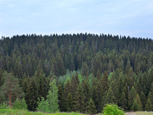 Summer view of green woods in Karelia