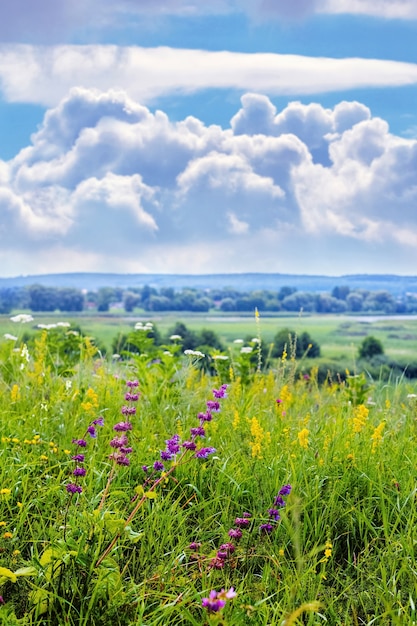 Vista estiva con fiori selvatici nel prato e pittoresco cielo azzurro con nuvole bianche ricci