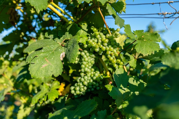 Summer vineyard the period when the grapes ripen for the production of tasty wine a beautiful sun