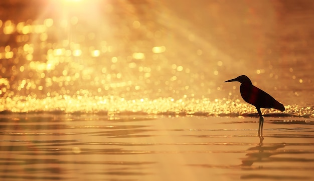 Summer water heron silhouette at sunset