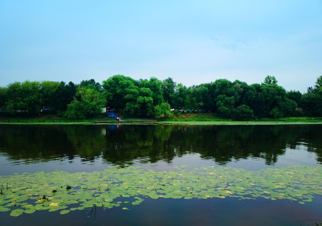 Summer waterlilies on river surface background