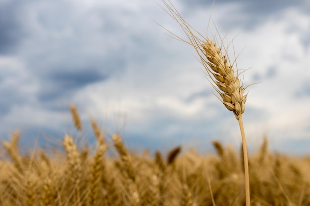 Summer wheat field and Storm clouds.