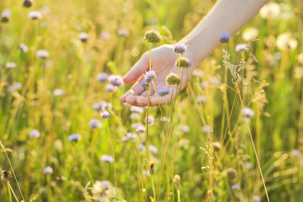 Summer wild meadow grass and flowers in girl hand, closeup, nature, ecology, summer season