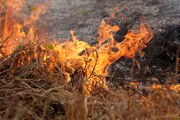 Photo summer wildfires burning in the forest