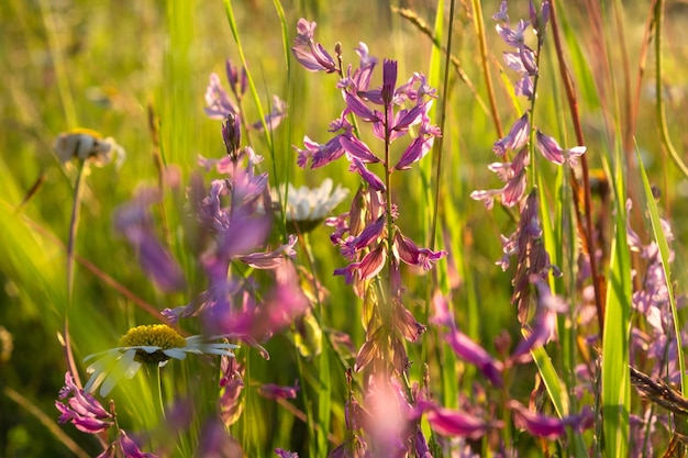 夏の野の花の日光