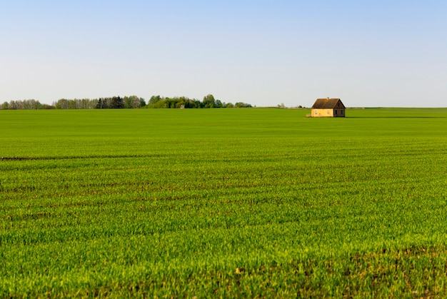 Summer with green sprouts of grass or cereals, in the middle of the field a house was built, the time of sunset, a landscape with orange shades