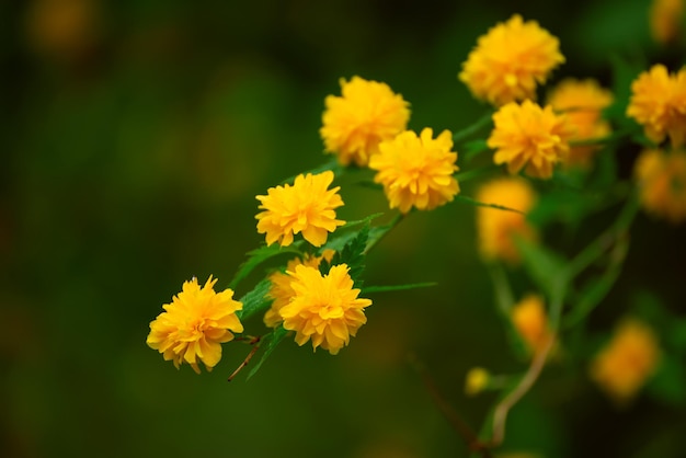 Summer yellow flowers