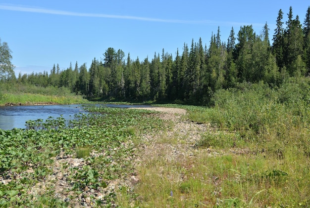 Summer in the Yugyd Va National Park