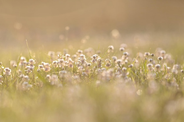 Summertime meadow in sunset light summer background