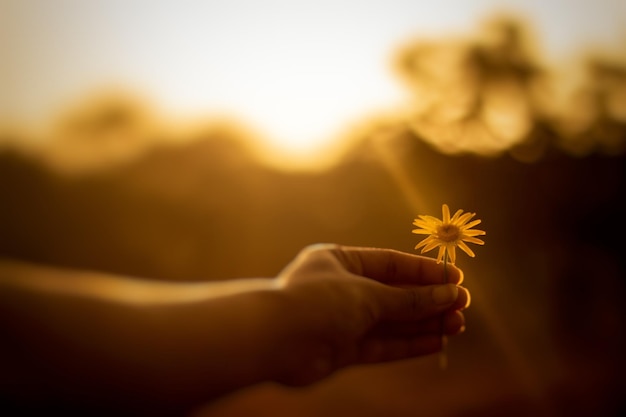 写真 太陽と彼女の花