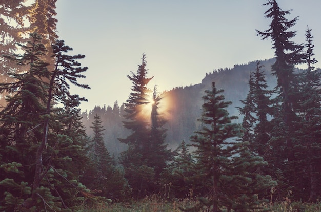 Photo sun beams in clear day in the green forest