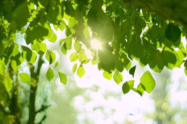 Sun beams and green leaves