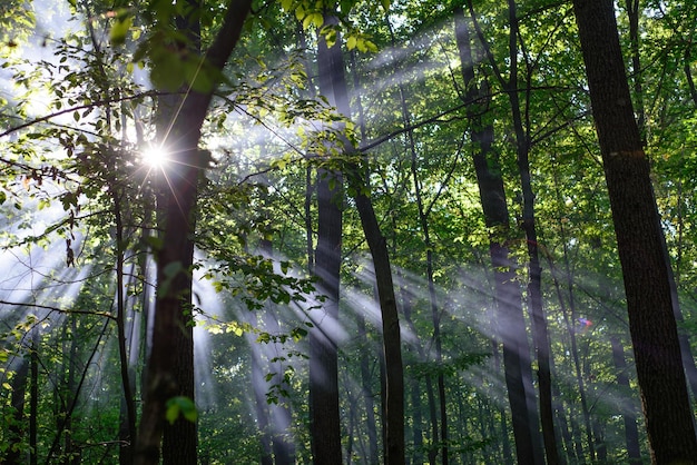 Sun beams shine through the trees in autumn