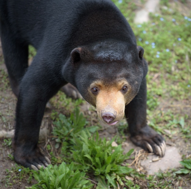 太陽クマのクローズアップの肖像画