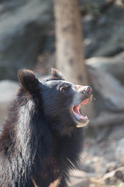 Photo sun bear, malayan sun bear in the nature background