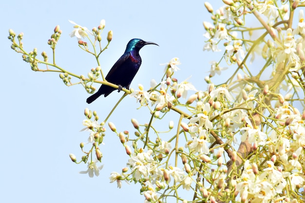 Foto uccelli del sole al fiore in un albero beanch