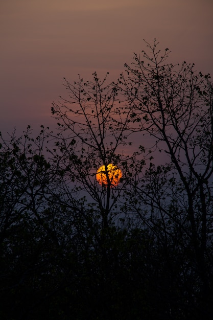 Sun behind the branch