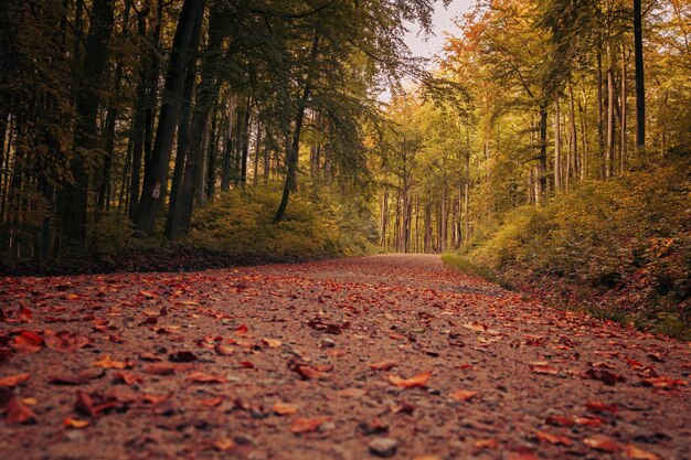 The sun breaks through the colorful trees on the paved road in autumn in the park Filmed in Gdansk