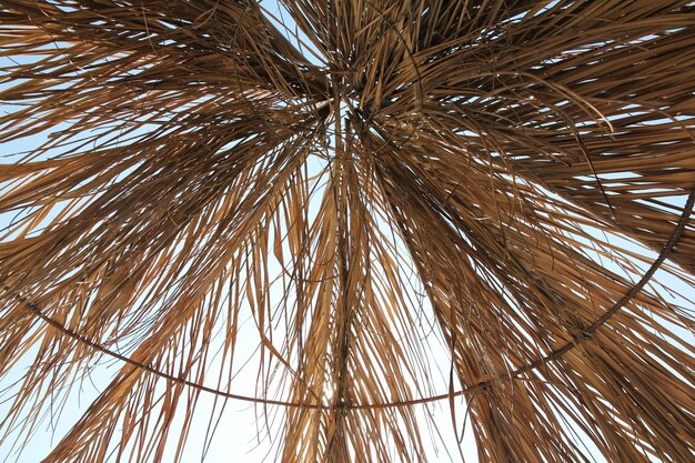 Sun canopy umbrella of dry yellow palm leaves