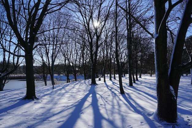 Sun casting shadows through trees in winter