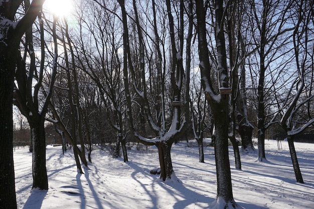 Sun casting shadows through trees in winter