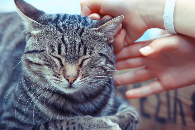 태양 고양이 봄, 귀여운 국내 고양이의 봄 초상화