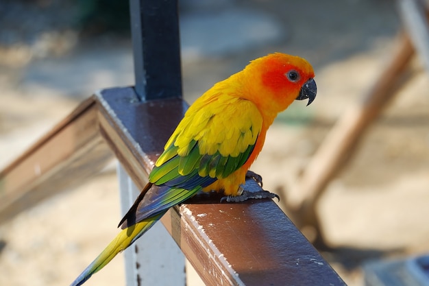 Sun Conure parrot ,colorful bird