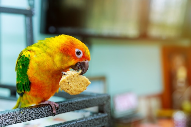 Sun conure parrot eats cookies