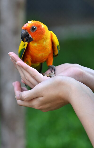 나뭇 가지에 일요일 Conure 앵무새