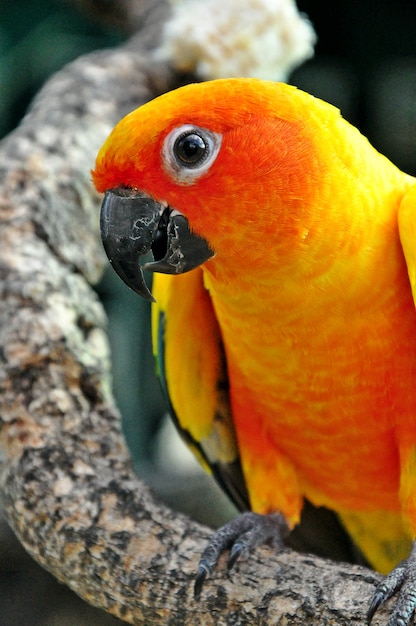 Sun conure