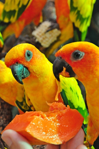 Sun Conure 