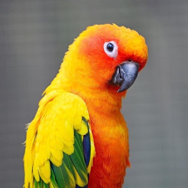 Sun Conure