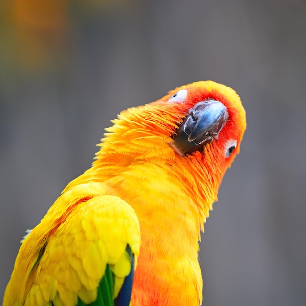 Sun Conure