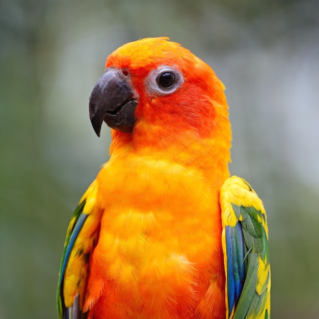 Sun Conure