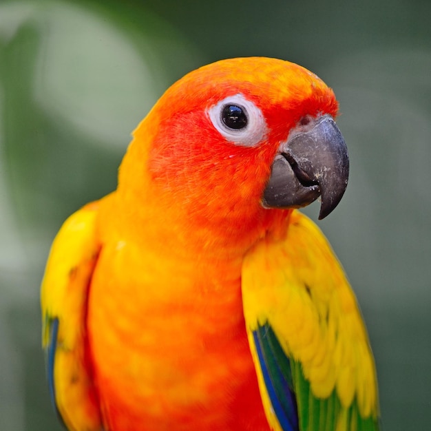 Sun Conure