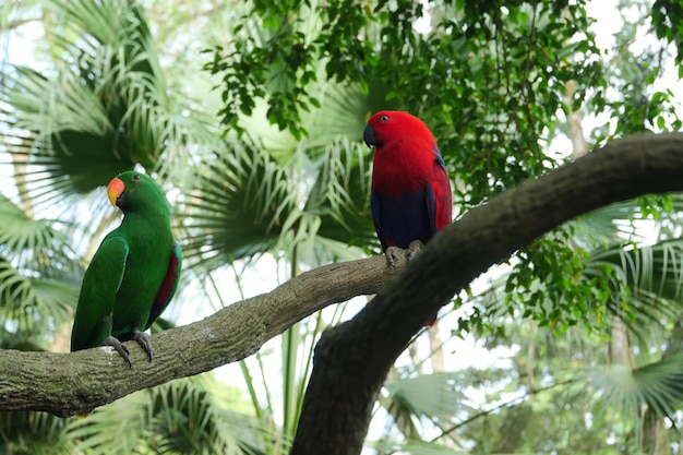 Sun Cornure parrots yellow and green Parrots are raise