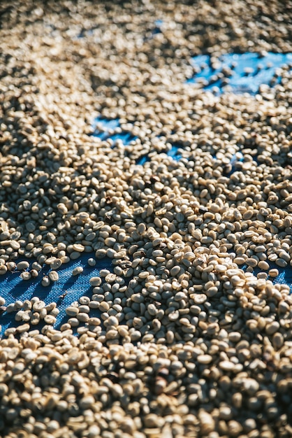 Sun dried Arabica coffee beans on blue net with copy space in the Akha village of Maejantai on the hill in Chiang Mai, Thailand.