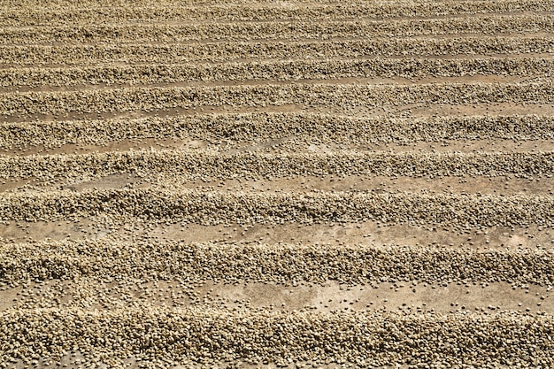 写真 地面に並んでいる天日干しコーヒー豆