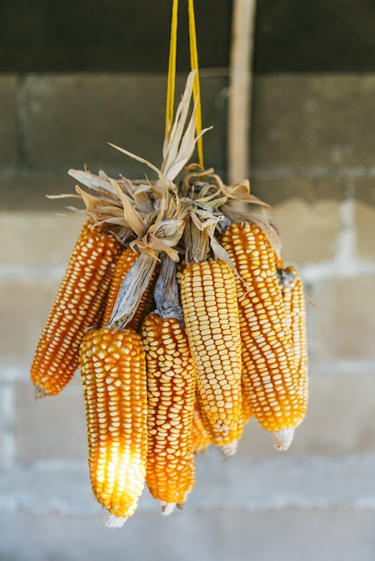 Sun Dried Corn with harsh sunlight that hang from the ceiling.