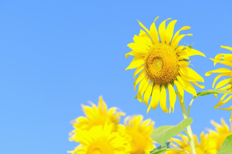 Photo 太陽の花と青い空とコピースペース